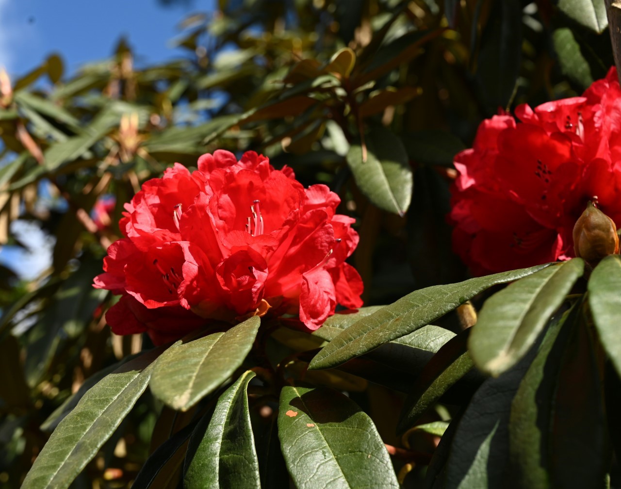 R. arboreum ssp. delavayi